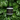 Botanical Background