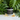 Chamomile & Calendula Body Butter - Botanical